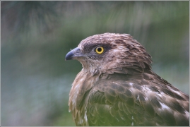 <p>VČELOJED LESNÍ (Pernis apivorus) /European honey buzzard - Wespenbussard/</p>